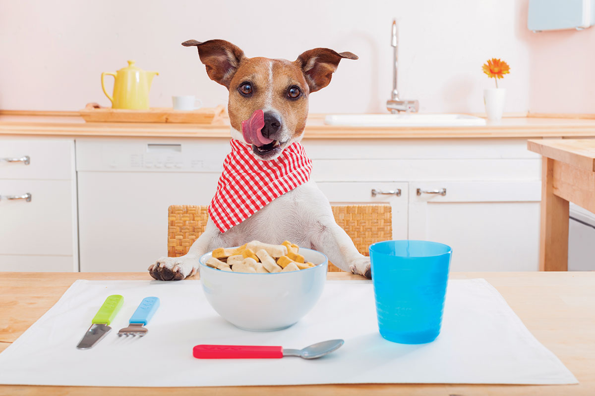 Problemas nutricionais em cães e gatos