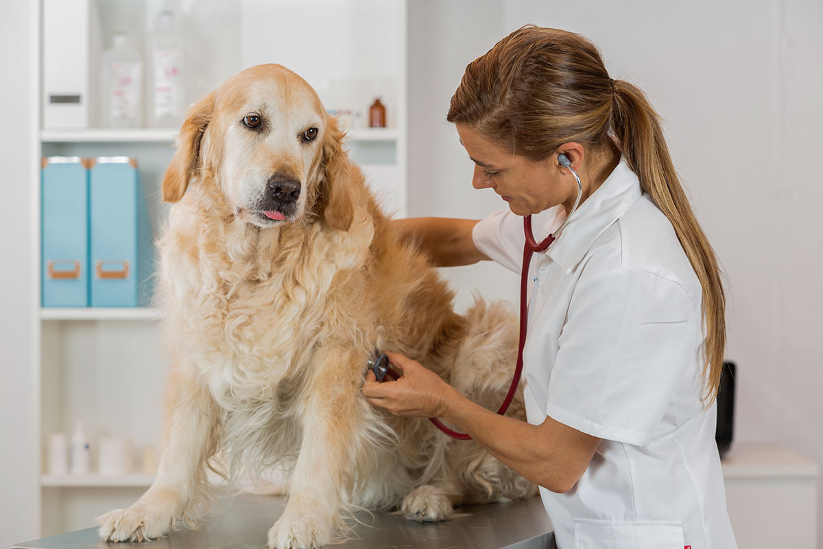 Doenças cardiovasculares em cães e gatos