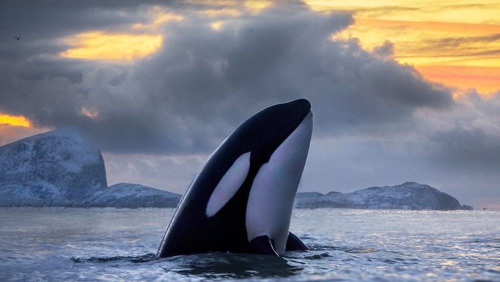 Orcas atacam barcos em Portugal e na Espanha — Foto: Audun Rikardsen