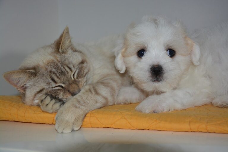 Cães e gatos serão recenseados em Patos de Minas — Foto: Pixabay