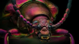 A foto deste escaravelho-vermelho foi uma escolhidas como 'imagem de distinção' no concurso de fotografia microscópica da Nikon. — Foto: Yousef Al Habshi/ Nikon Small World via BBC